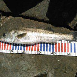 今日はトップオンリー